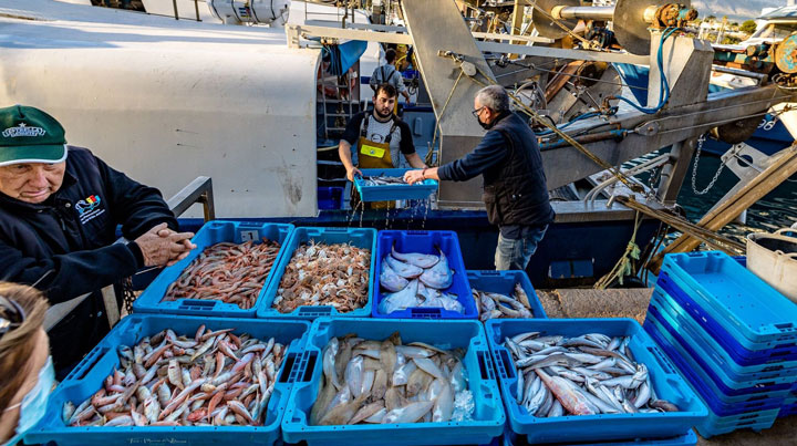 fishingtripspain.co.uk Villajoyosa: Visit to the port and the fish market